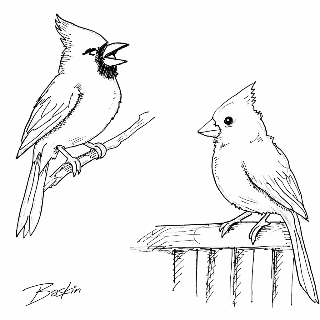 Illustration: Cardinal in Stereo
